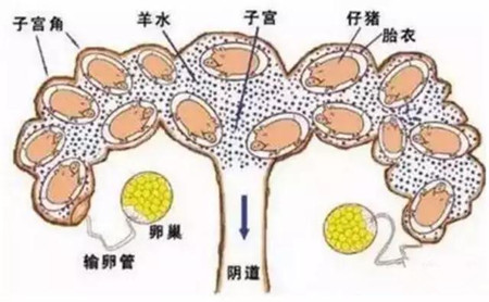 小豬出生后立即斷臍帶，回擠臍帶血？這是不對的！