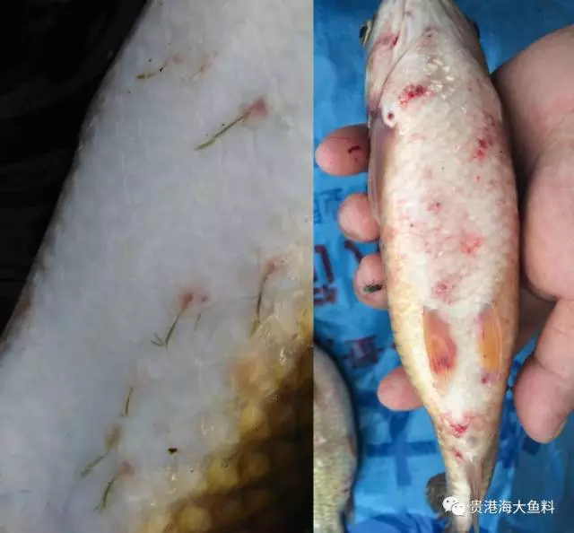 按此在新窗口瀏覽圖片