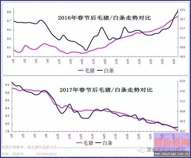 一邊白條掉價(jià)，一邊毛豬價(jià)格反彈，這是要上演鴻門宴么？