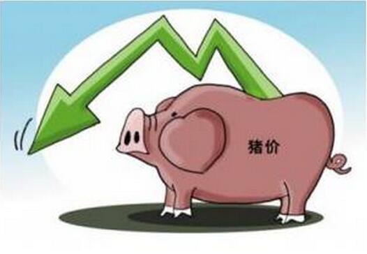 別鬧了！不好好高考，你連豬都養(yǎng)不了！