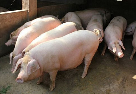 什么？！中國將為越南肉豬打開國門?