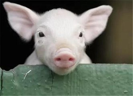 養(yǎng)豬人懵的？來說一說“豬周期”那些事！