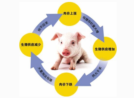 專家稱談新一輪“豬周期”要來(lái)仍為時(shí)尚早！
